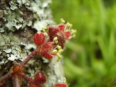 Davidsonia jerseyana