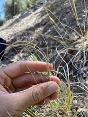 Muhlenbergia straminea