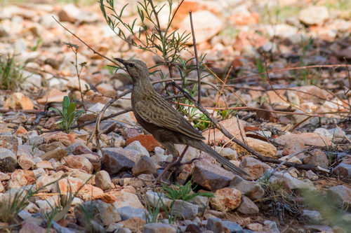 Brown Songlark (Cincloramphus cruralis), photo 5