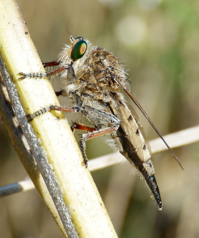 Spot-tailed Lion Fly