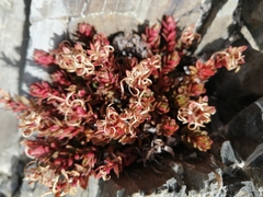 Epilobium porphyrium