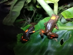 Oophaga histrionica