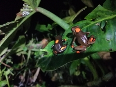 Oophaga histrionica