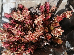 Epilobium porphyrium