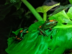 Oophaga histrionica