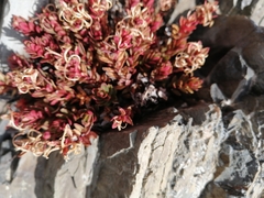 Epilobium porphyrium