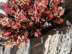 Epilobium porphyrium