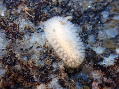 Onchidoris muricata