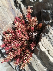 Epilobium porphyrium