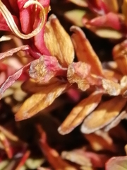 Epilobium porphyrium