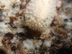 Onchidoris muricata