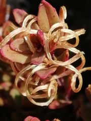 Epilobium porphyrium