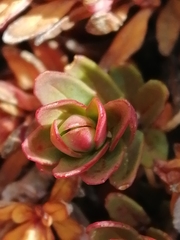 Epilobium porphyrium