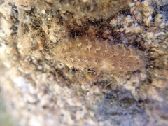 Lepidonotus squamatus