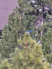 Aphelocoma californica