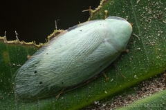 Panchlorinae