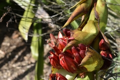 Doryanthes
