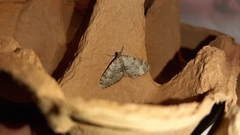 Nebula ibericata