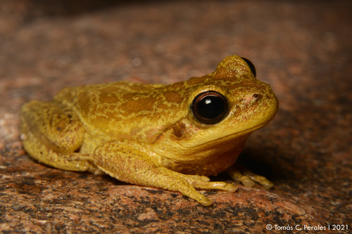 Córdoba Tree Frog, Boana cordobae