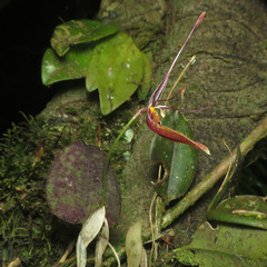 Restrepia
