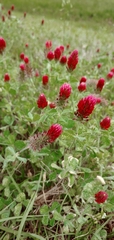 Trifolium incarnatum