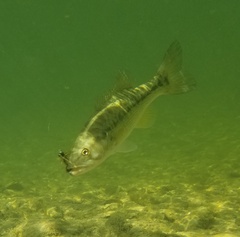 Micropterus treculii