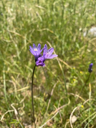 iNaturalist observation photo of Typical Blue Dicks
