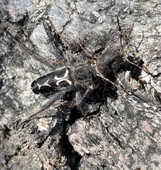 Neoclytus conjunctus