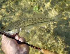 Micropterus treculii