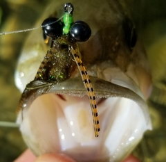 Micropterus treculii