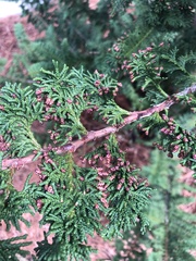 Chamaecyparis obtusa