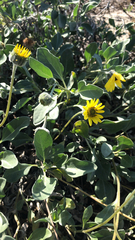 Helianthus niveus