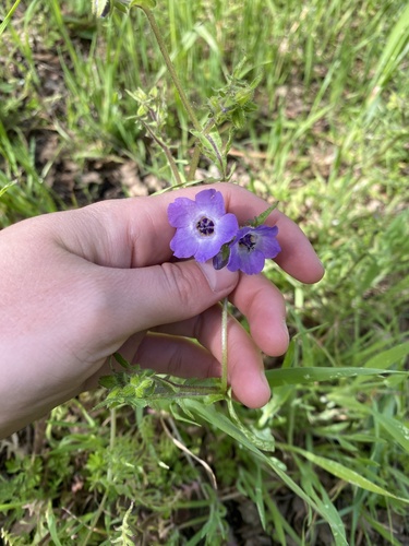 iNaturalist observation photo of Fiesta Flower