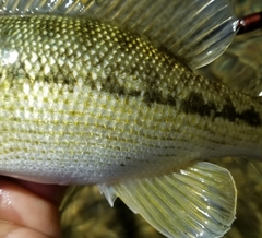 Micropterus treculii