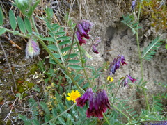Vicia benghalensis
