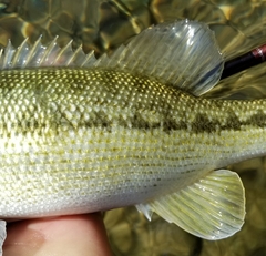 Micropterus treculii