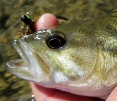 Micropterus treculii