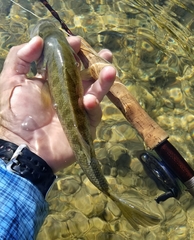 Micropterus treculii