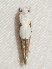 Mompha circumscriptella