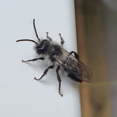 Andrena cineraria
