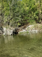 Micropterus treculii