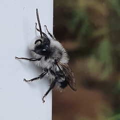 Andrena cineraria