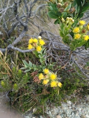 Monticalia ledifolia