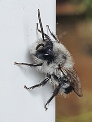 Andrena cineraria