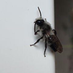 Andrena cineraria