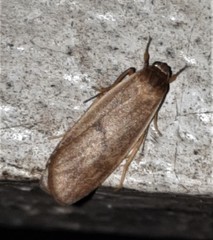 Lambula obliquilinea