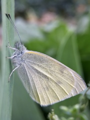 Pieris rapae