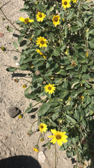 Helianthus niveus