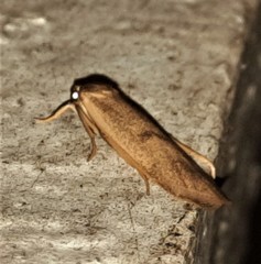 Lambula obliquilinea