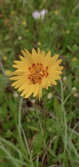 Coreopsis nuecensis